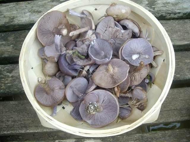 Mushroom Memories – Fungal Foraging!