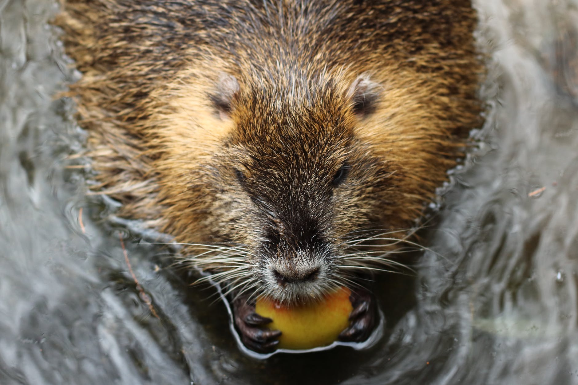 Beavers v Wolves: Rewilding Wetlands