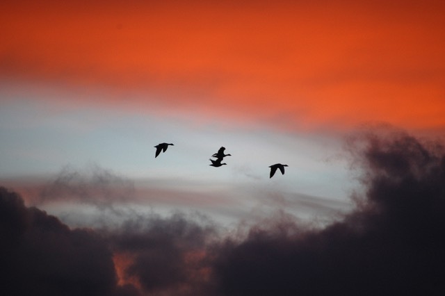 A Response To The Dumping Of Carcasses On An Orkney Beach