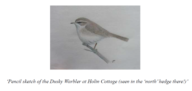 Recent Bird Sightings in Stronsay
