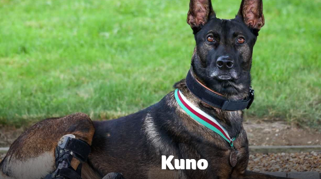 PDSA Dickin Medal For Hero Dog Kuno