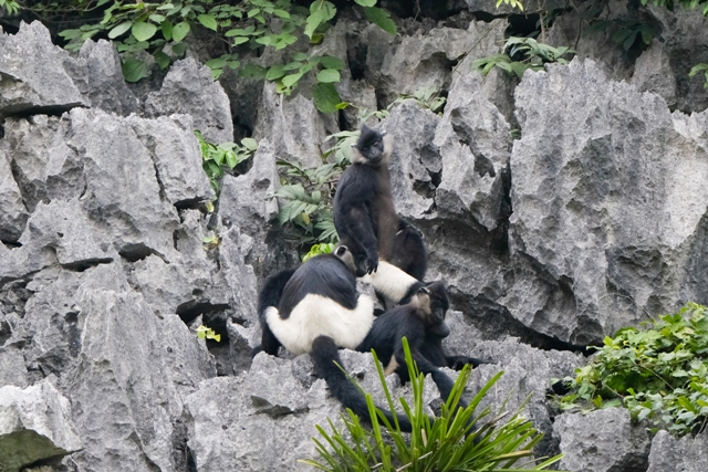 Securing the Future of Critically Endangered Delacour’s Langur