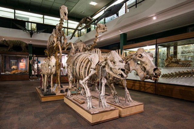Memories of The Zoology Museum at Aberdeen University