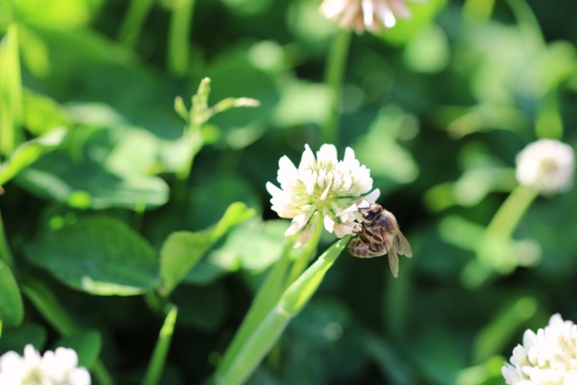 Honeybees Mapping Our Changing Environment