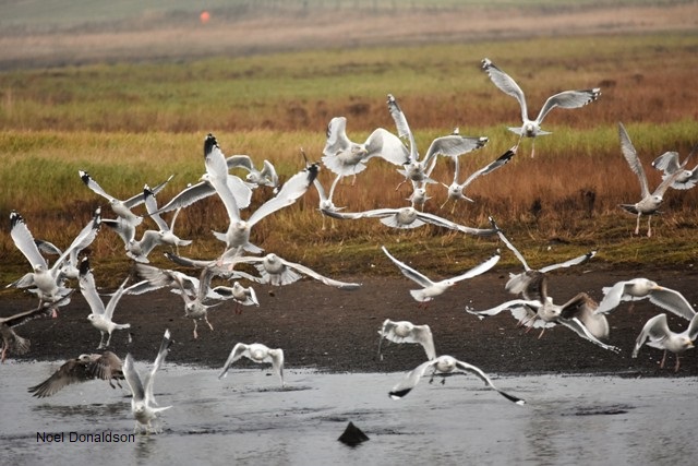birds in flight over a loch