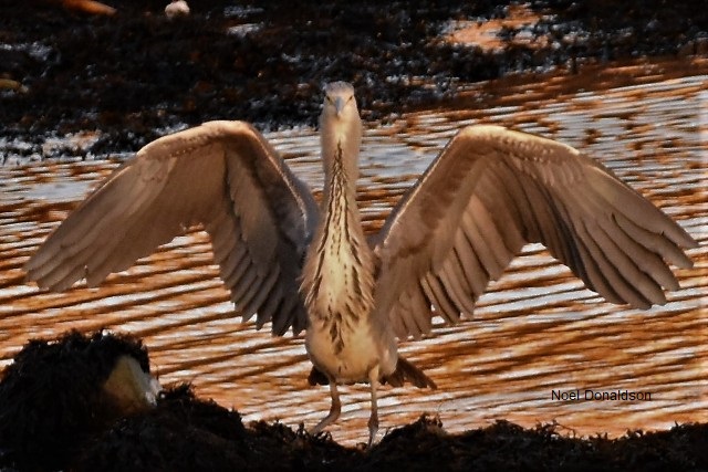 a large heron spreading out its wings as it stands on a rock