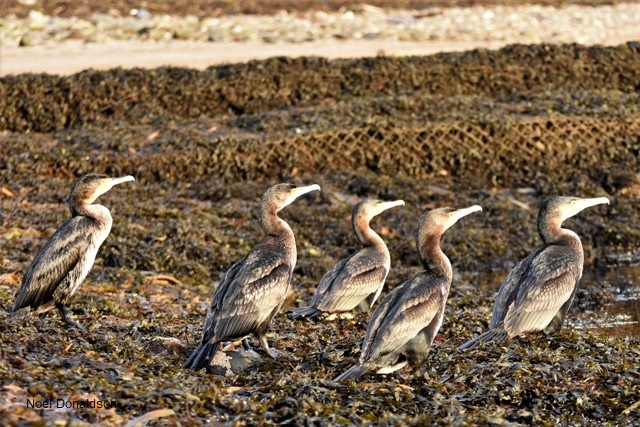 Weather Forecast: Cloudy with occasional light rain and drizzle. Strong westerly winds