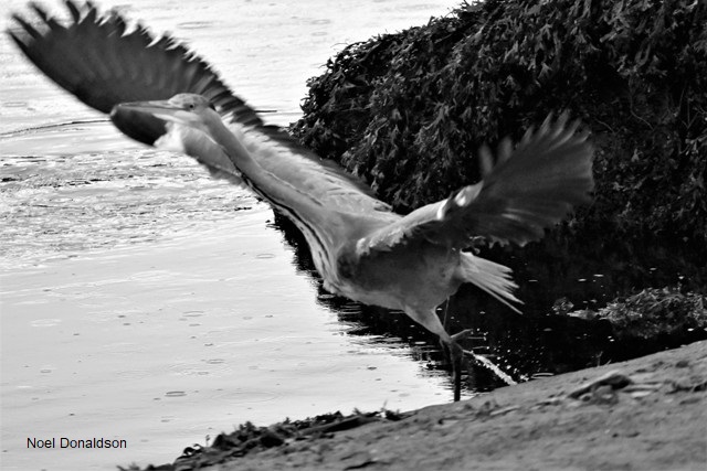 Weather Forecast: Bright with sunny spells. Showers and winds easing