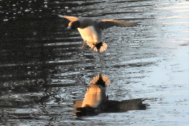 Birdlife  In Flight