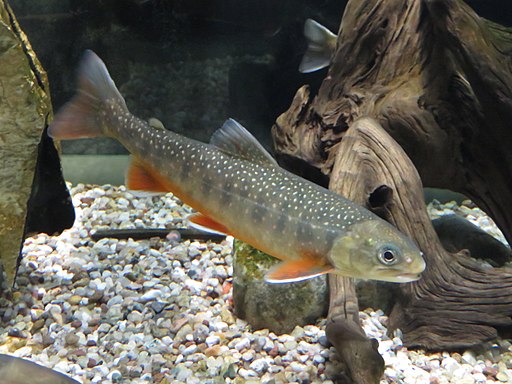 Climate Change Threat to Canada’s Arctic Charr