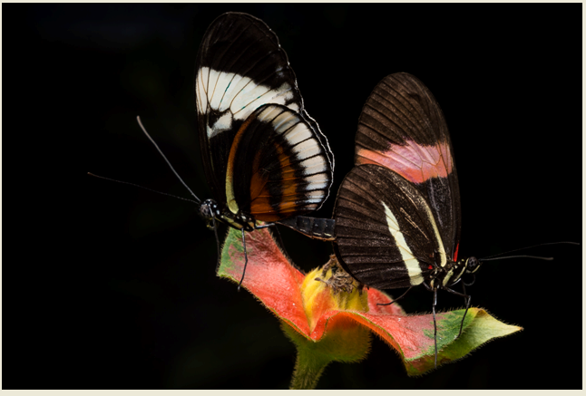 Sexual Attraction ? It’s All About Smell