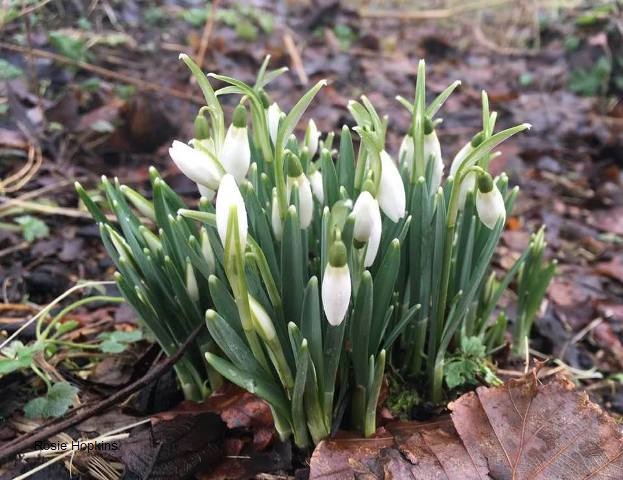 Weather Forecast: Showers and limited brighter spells for morning. Rain, gales later.