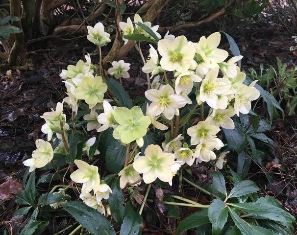 Poetry Corner: “Spring”