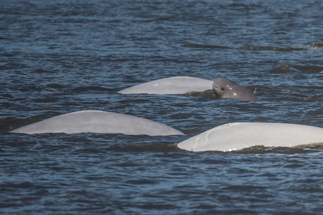 Vital Research Supporting Conservation of Cook Inlet Beluga Whales
