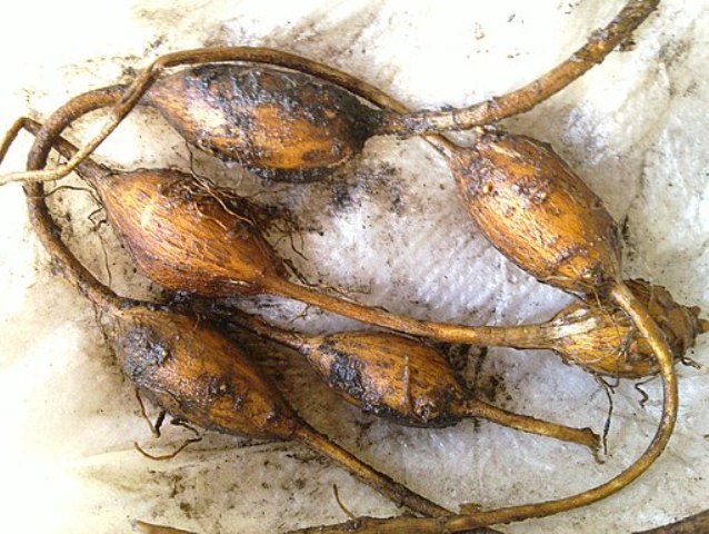 The Potato Bean: A Potential Protein Source