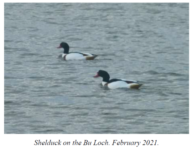 Stronsay Recent Bird Sightings