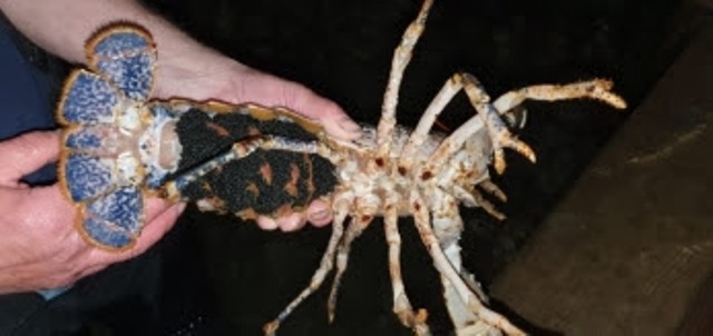 Success for Orkney Shellfish Hatchery