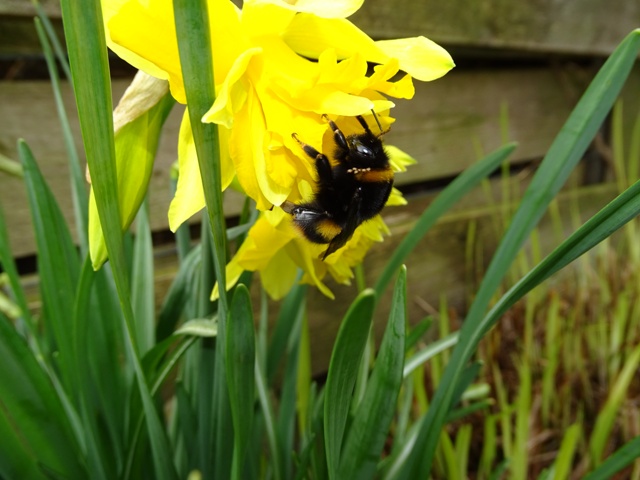 Plant Focus: The Daffodil