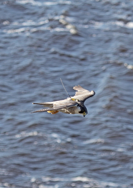 Combining Animal Movement and Genomic Data