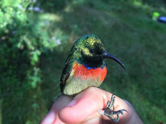 Tanzania’s Tropical Birds: Tracking Our Warming Climate