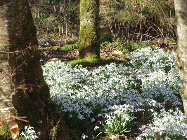 Mostly Snowdrops……