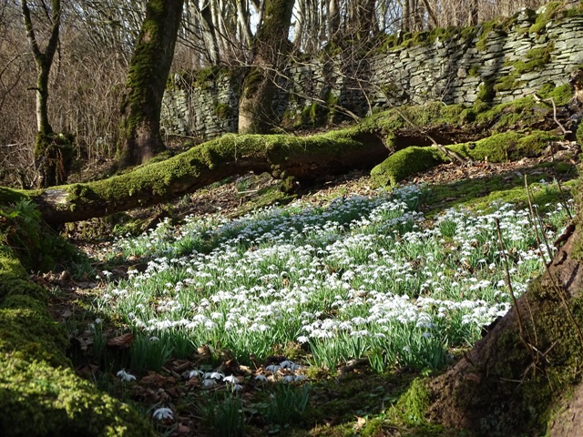 Weather Forecast: Mostly dry today. Snow showers tonight.