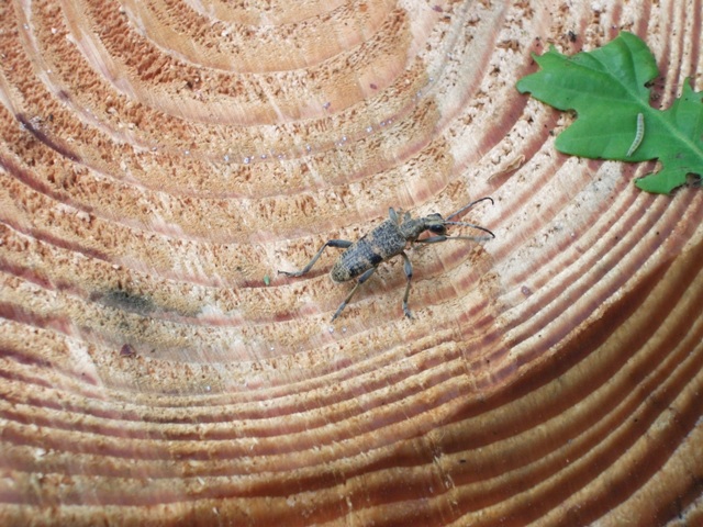 ‘Rewilding the Future’ with the Talbot Rice Gallery