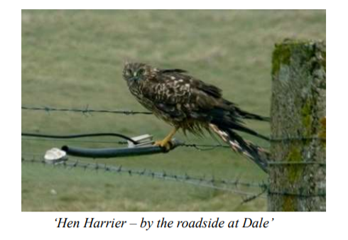 Stronsay Recent Bird Sightings