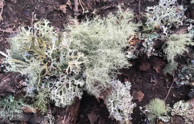 Lichen