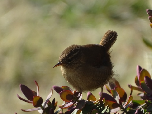 Weather Forecast:Occasionally fresh northerly winds easing. Maximum temperature 13 °C.