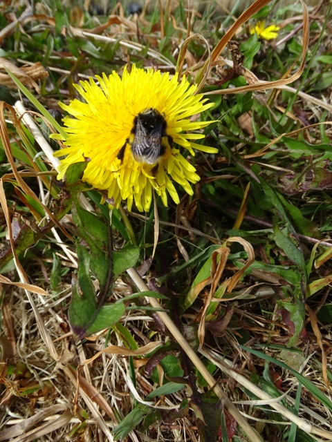a dandelion with a bee on it
