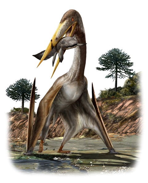 “Evolution shaped these creatures into awesome, breathtakingly efficient flyers.” Azhdarchid Pterosaurs