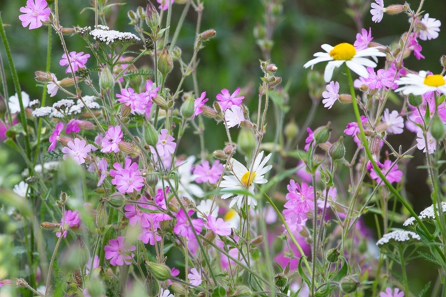 Creating A Rewilding Network : Scotland The Big Picture