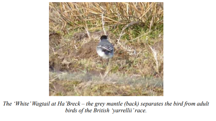 Stronsay Bird Sightings April 2021