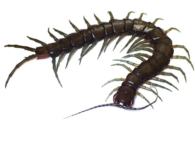 Giant Amphibious Centipede Discovered