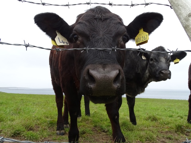 Scotland’s Farming Sector Hit By Energy Price Hikes & New Zealand FTA