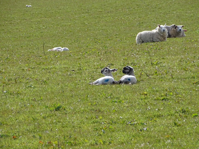 Sheep! Lambs! Spring!