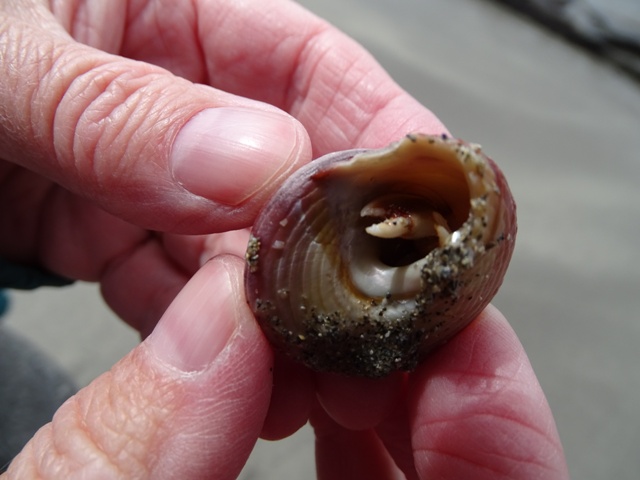 Warbeth Beach For An Airing