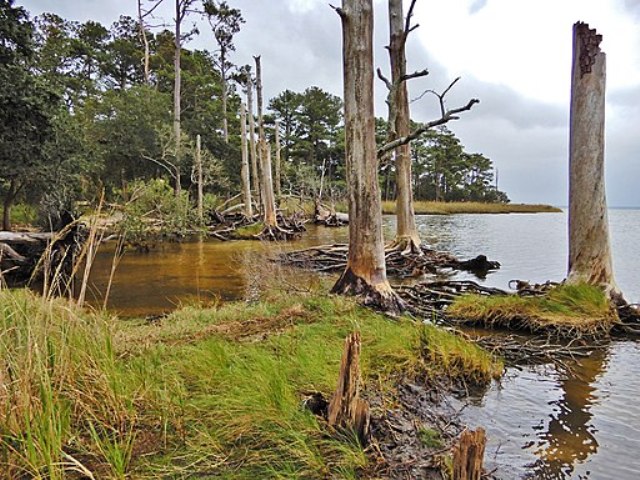 The Impact of Tree ‘Farts’ In Ghost Forests