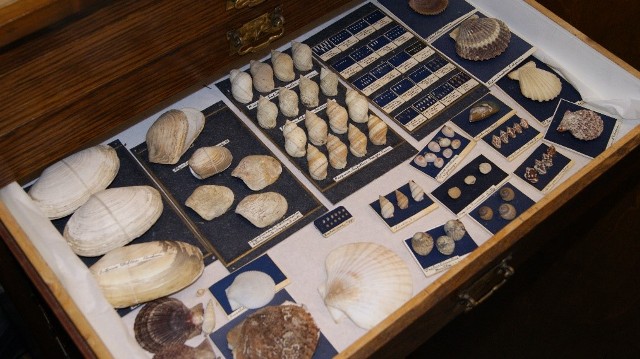 Project To Re-House & Catalogue Mollusc Collection