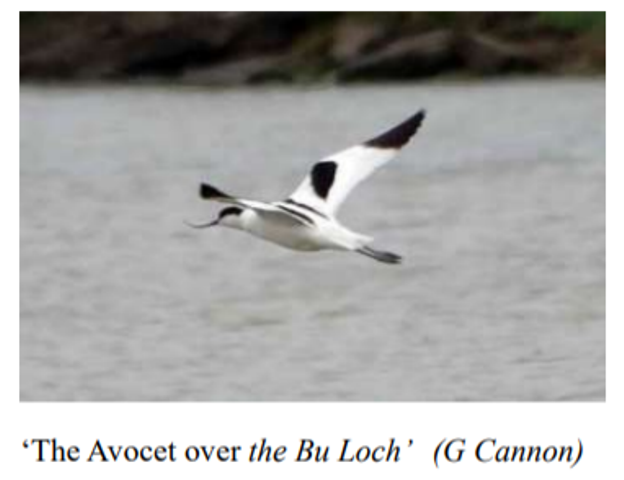 Recent Bird Sightings, Stronsay