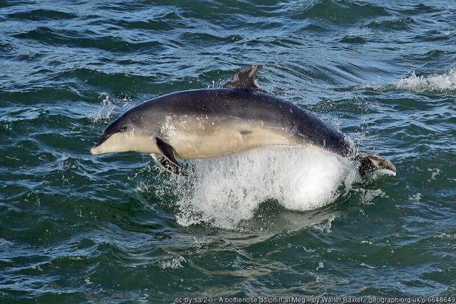 Dolphins at Risk due to Human Disturbances