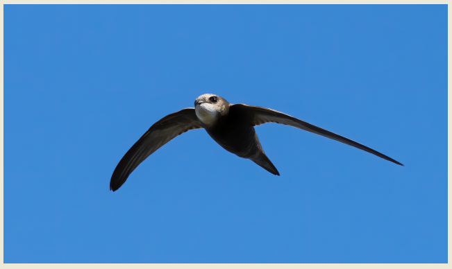 The Astonishing Speed of the Swift