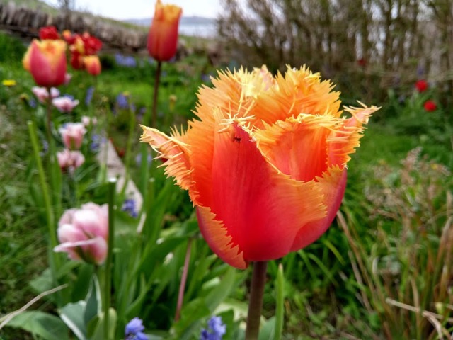 a big orange frilly tulip flower