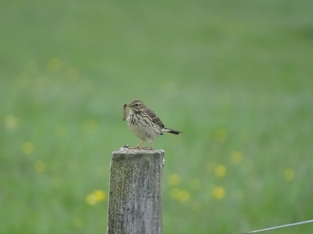 Image of a bird on a fence post with a worm in its mouth