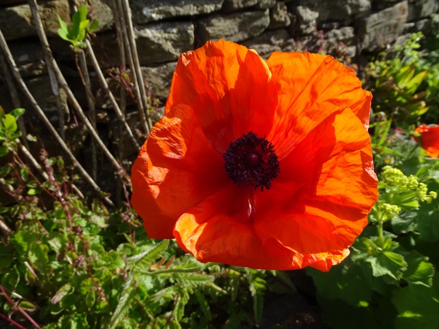 The Big Poppies Are Back!