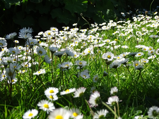 Weather Forecast: Mainly cloudy with chance of a few showers and haar.