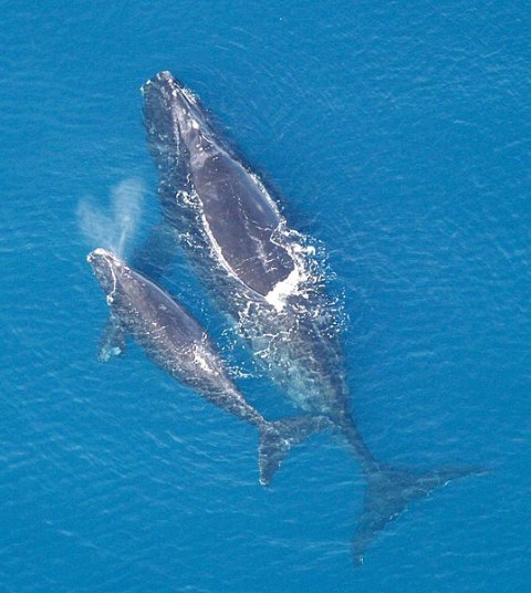 New Technology To Detect Endangered Right Whales