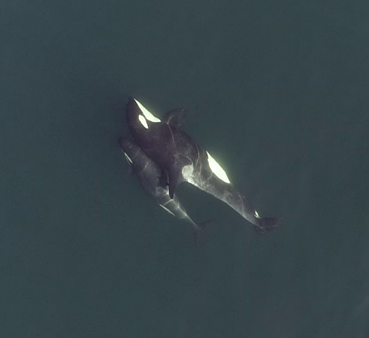 The Social Networking of Killer Whales