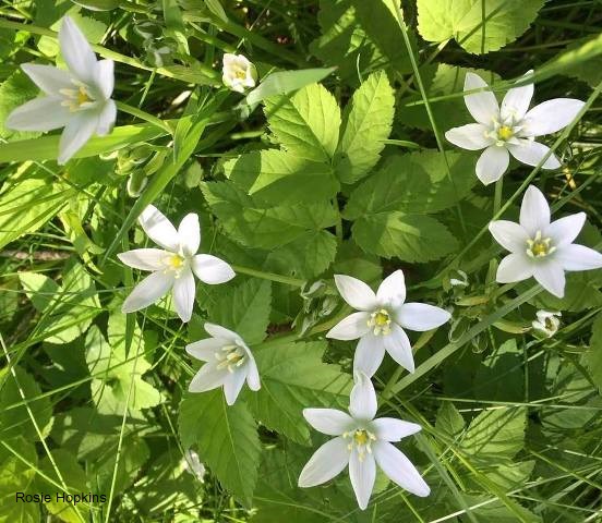 Plant Focus: Star of Bethlehem